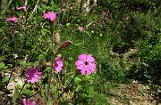 31 Fiori di silene dioica